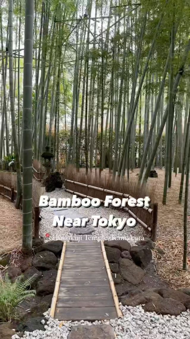 🎋You might have heard of the Arashiyama Bamboo Forest in Kyoto, but did you know there’s one closer to Tokyo? 
As recommended by @remishimazu, this is the Hōkokuji Temple in Kamakura, only a few hours away from Tokyo. You can reach the temple by bus from Kamakura station. 
It costs 300 yen to enter and an additional 600 yen for the yummy matcha tea in the tea house at the back of the garden. 
Compared to others in Japan, this bamboo forest is a more relaxed, less crowded version and is definitely worth your time! 
Would you go here? Or have you been before?